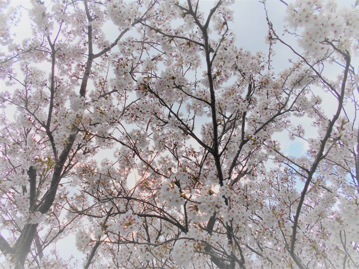 桜２